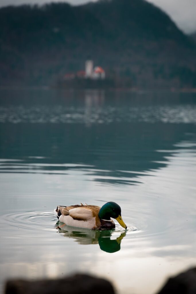 mallard duck on lake bled