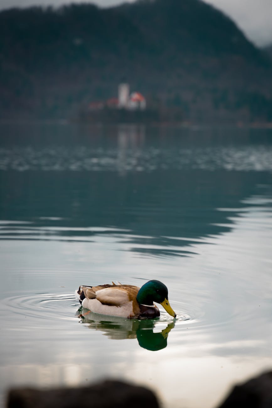 mallard duck on lake bled